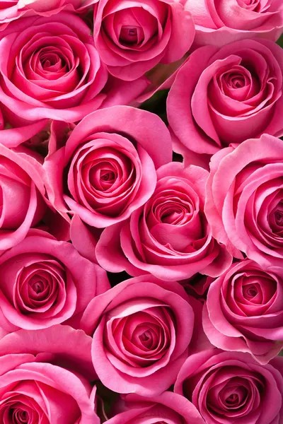 Mooie roze rozen achtergrond — Stockfoto