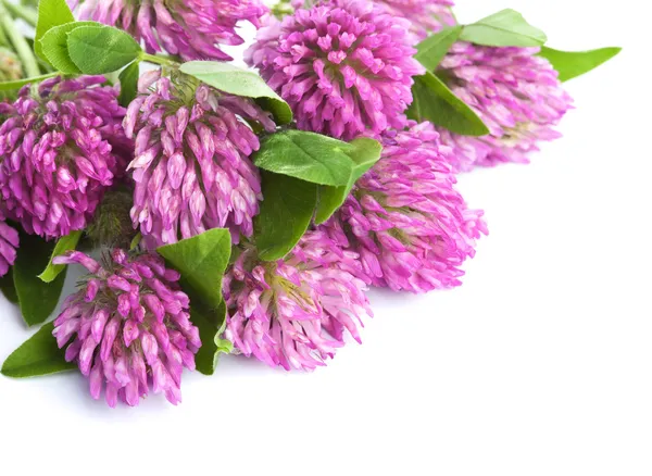 Pink clover flower isolated — Stock Photo, Image