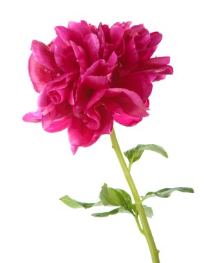 izole kırmızı Şakayık çiçeği 