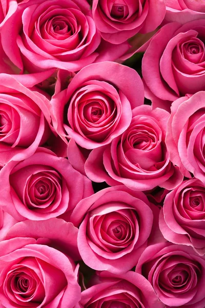 Bonito rosa rosa flores fundo — Fotografia de Stock