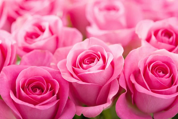 Beautiful pink rose flowers background — Stock Photo, Image