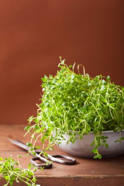 metal kapta taze kekik herb 