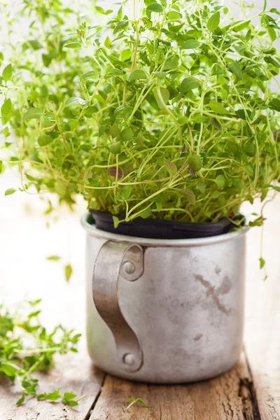 Fresh thyme herb in rustic cup — Stock Photo, Image