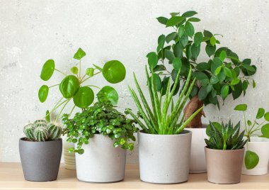 Yeşil bitkiler sulu aloe vera, gasteria duval, pilea depresisa, parodia warasii