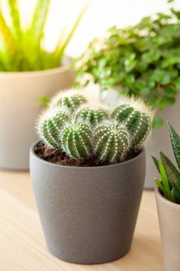 yeşil bitkiler kaktüs sulu aloe vera, gasteria duval, pilea depresisa, parodia warasii