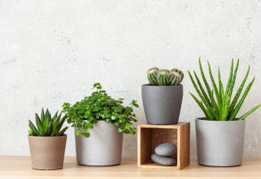 yeşil bitkiler kaktüs sulu aloe vera, gasteria duval, pilea depresisa, parodia warasii