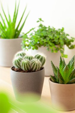 yeşil bitkiler kaktüs sulu aloe vera, gasteria duval, pilea depresisa, parodia warasii