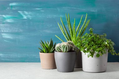yeşil bitkiler kaktüs sulu aloe vera, gasteria duval, pilea depresisa, parodia warasii