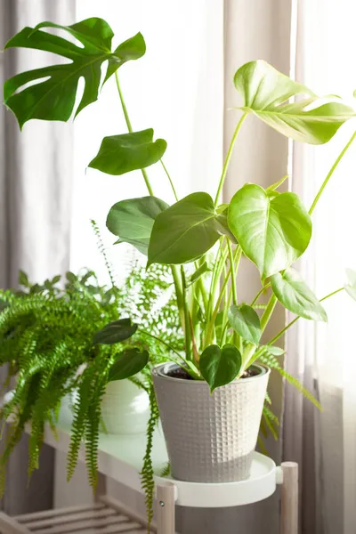 Grüne Zimmerpflanzen Nephrolepis Und Monstera Weißen Blumentöpfen Fenster — Stockfoto