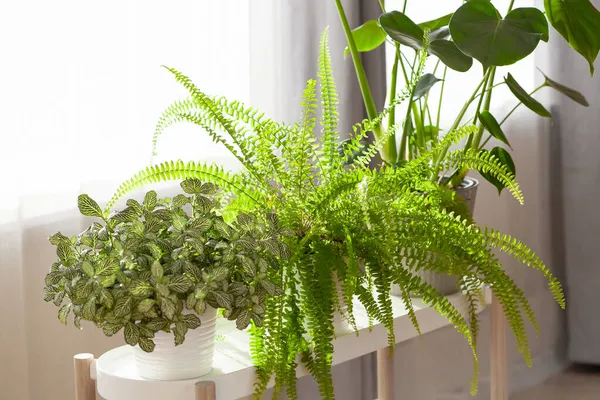 Fittonia Nefrolepis Monstera Macetas Blancas Ventana — Foto de Stock