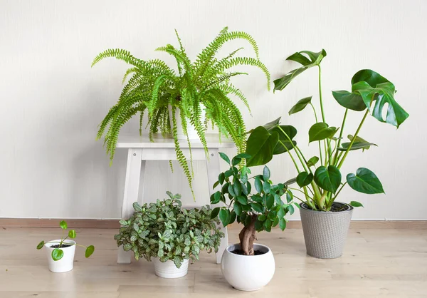 Kamerplanten Fittonia Monstera Nefrolepis Ficus Microcarpa Ginseng Witte Bloempotten — Stockfoto