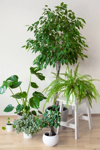 Zimmerpflanzen Ficus Benjamina Fittonia Monstera Nephrolepis Und Ficus Microcarpa Ginseng — Stockfoto