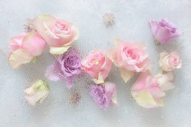 Su damlaları arkaplanlı güzel pembe gül çiçekleri.