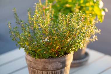 Limon merhemi (melissa) ve kekik otu balkonda saksıda, şehir konteynır bahçesi konsepti