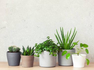yeşil bitkiler kaktüs sulu aloe vera, gasteria duval, pilea depresisa, parodia warasii, ficus