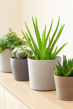 yeşil bitkiler kaktüs sulu aloe vera, gasteria duval, pilea depresisa, parodia warasii