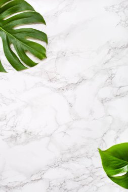 Gri mermer arka planda tropikal bitki