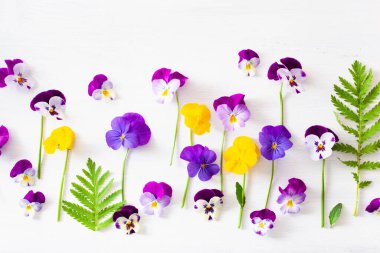 Güzel, yumuşak, mor, yaz çiçekleri bembeyaz.