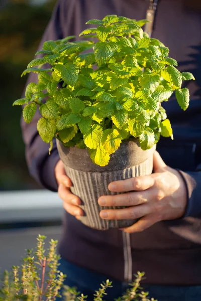 Tuinman Met Citroenmelisse Melissa Bloempot Balkon Stedelijk Container Kruidtuin Concept — Stockfoto