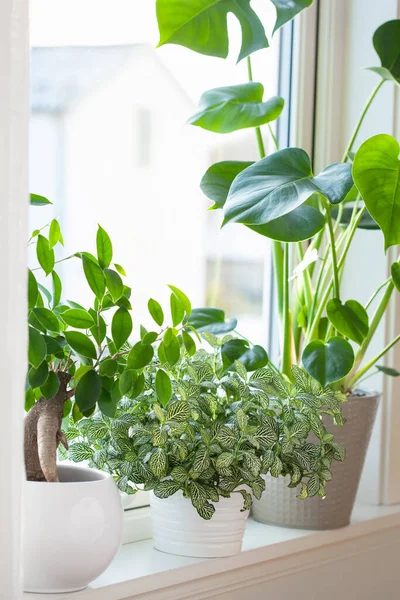 Grüne Zimmerpflanzen Fittonia Monstera Und Ficus Microcarpa Ginseng Weißen Blumentöpfen — Stockfoto