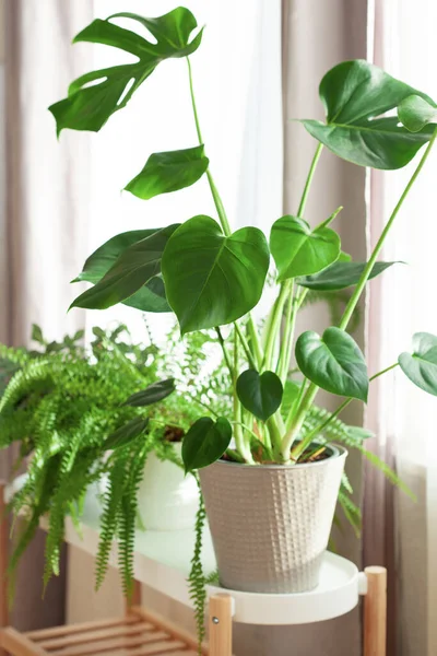 Fittonia Nefrolepis Monstera Macetas Blancas Ventana —  Fotos de Stock