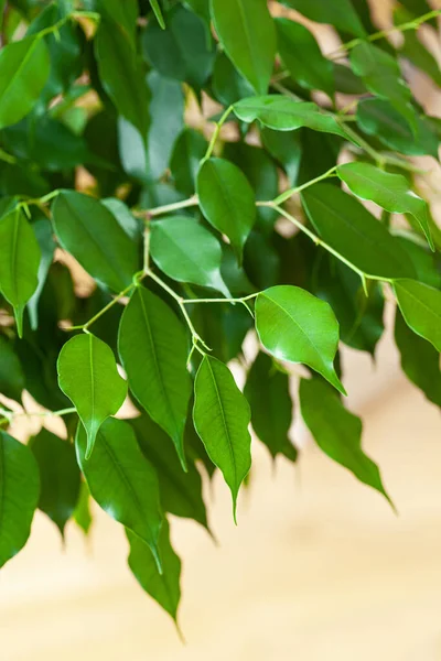 Ficus Benjamina Planta Interior Verde Grande —  Fotos de Stock