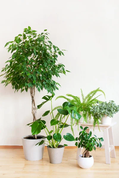 Houbové Rostliny Fíkus Benjamina Fittonia Monstera Nefrolepis Fíkus Microcarpa Ginseng — Stock fotografie