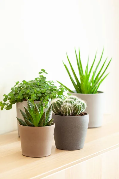 Green Houseplants Cactus Succulent Aloe Vera Gasteria Duval Pilea Depressa — Stock Photo, Image