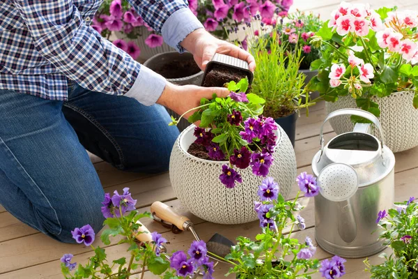 Hombre Jardinero Plantación Pansy Flores Lavanda Maceta Jardín Terraza —  Fotos de Stock