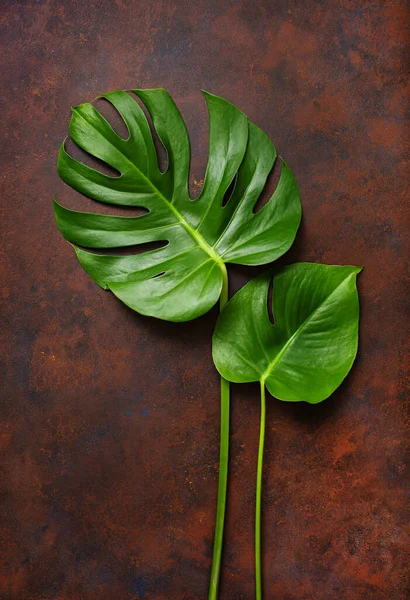 Monstera Blatt Tropische Pflanze Auf Dunklem Hintergrund — Stockfoto