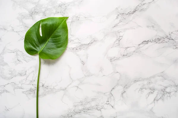 Feuille Monstère Plante Tropicale Sur Fond Marbre Gris — Photo