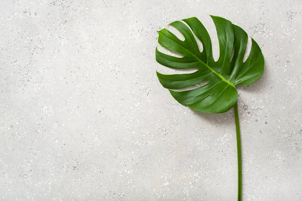 Planta Tropical Hoja Monstera Sobre Fondo Gris — Foto de Stock