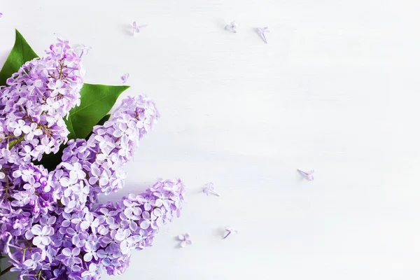 Piękne Kwiaty Lilii Białym Tle — Zdjęcie stockowe