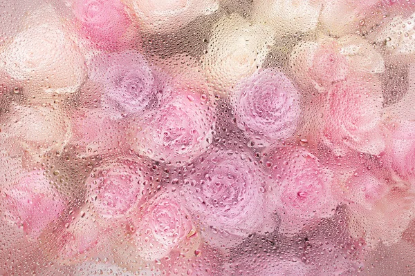 Su damlaları arkaplanlı güzel pembe gül çiçekleri.