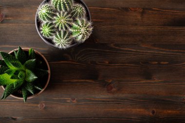 Yeşil bitkiler düz yatar kaktüs sulu gasteria duval, parodia warasii