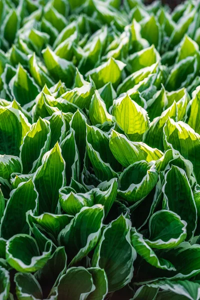 Beautiful Hosta Leaves Green Background — Stock Photo, Image