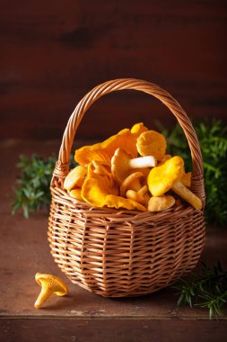 koyu arka plan üzerinde ham taze Cantharellus cibarius mantar