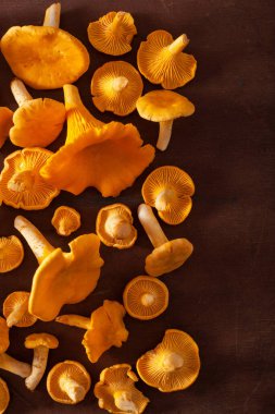 ham taze Cantharellus cibarius mantar düz koyu arka plan üzerinde yatıyordu