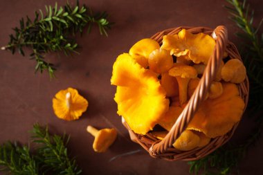 koyu arka plan üzerinde ham taze Cantharellus cibarius mantar