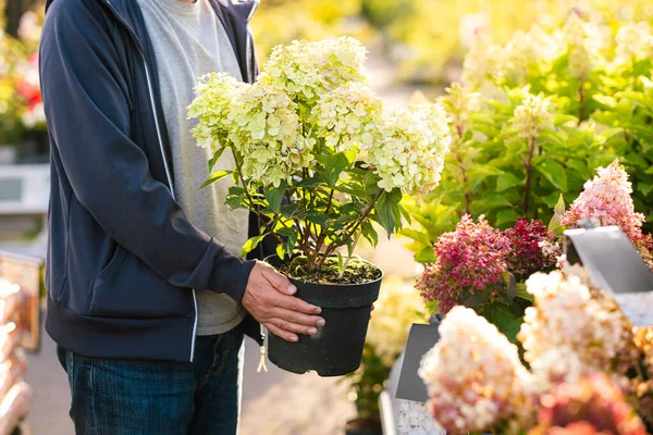 Uomo Giardiniere Shopping Giardino Centro Acquisto Fiori Ortensia — Foto Stock