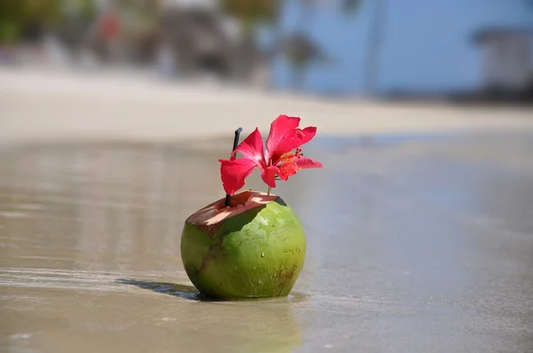 Belo coquetel em um coco — Fotografia de Stock