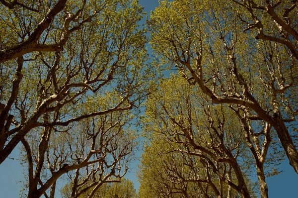 Ветви деревьев против голубого неба. — стоковое фото