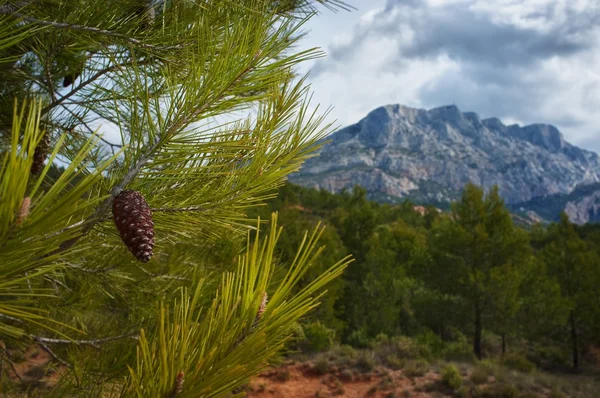 Borovice proti mountain view. — Stock fotografie