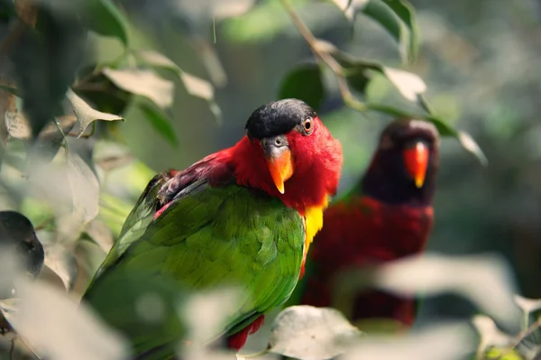 Zwei Papageien auf einem Baum. — Stockfoto