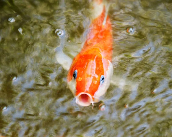 Closeup of goldfish in water — Stock Photo, Image