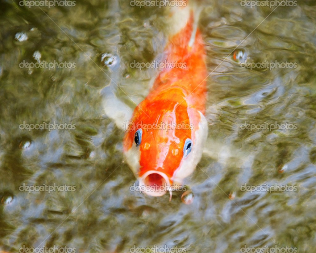 goldfish water change goldfish water change