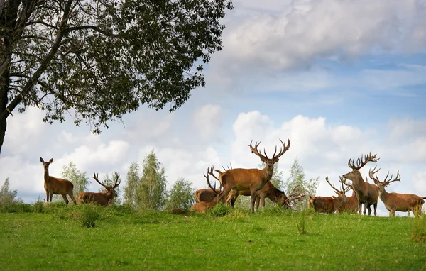 Gregge di cervi in habitat naturale — Foto Stock