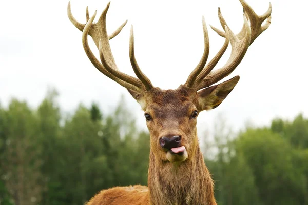 Deer — Stock Photo, Image