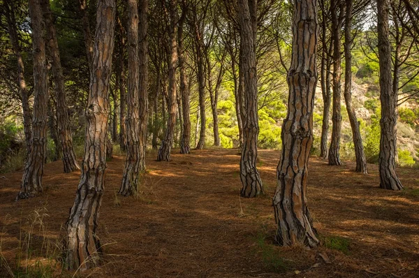 아름 다운 숲 — 스톡 사진