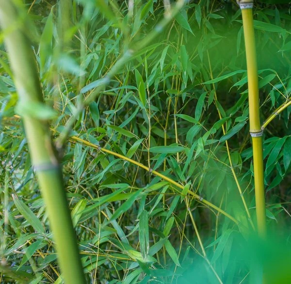 タケ植物のクローズ アップ — ストック写真